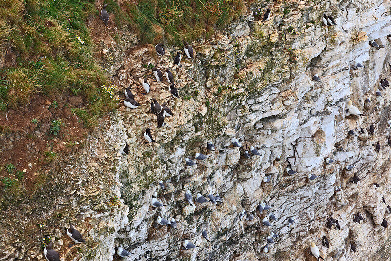 YRK22_021.jpg :: Seabird colonies nesting (Gannet, Guillemot, Razorbill, Kiitiwake) on Bempton Cliffs on the Yorkshire Coast England