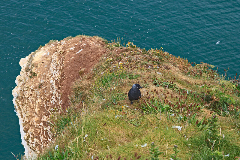 YRK22_022.jpg :: Jackdaw sitting on cliif top at Bempton Cliffs on the Yorkshire Coast England