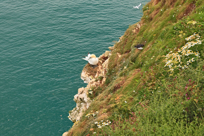 YRK22_024.jpg :: Gannet on nest at Bempton Cliffs on the Yorkshjre Coast England