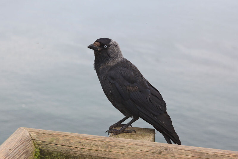 YRK22_028.jpg :: Jackdaw sitting on fence post