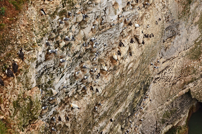 YRK22_029.jpg :: Seabird colonies nesting (Gannet, Guillemot, Razorbill, Kiitiwake) on Bempton Cliffs on the Yorkshire Coast England