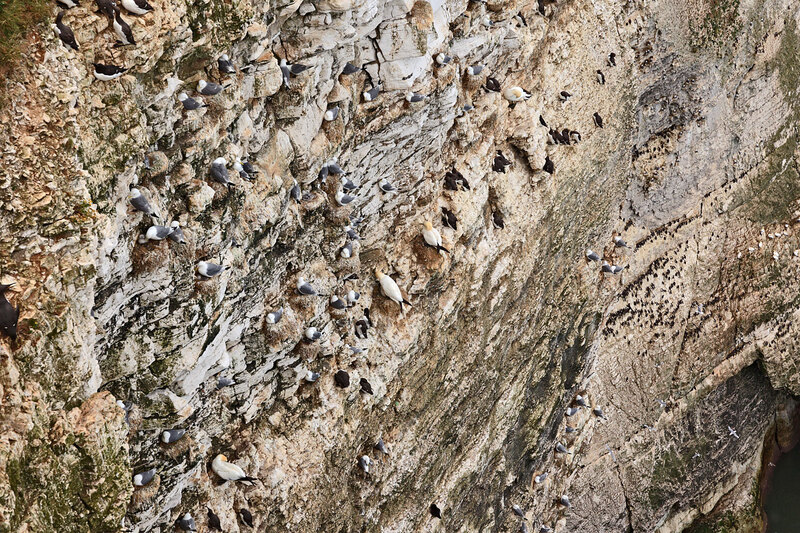 YRK22_032.jpg :: Seabird colonies nesting (Gannet, Guillemot, Razorbill, Kiitiwake) on Bempton Cliffs on the Yorkshire Coast England
