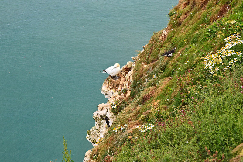 YRK22_042.jpg :: Gannet on nest at Bempton Cliffs on the Yorkshjre Coast England
