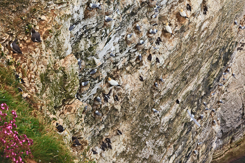 YRK22_046.jpg :: Seabird colonies nesting (Gannet, Guillemot, Razorbill, Kiitiwake) on Bempton Cliffs on the Yorkshire Coast England