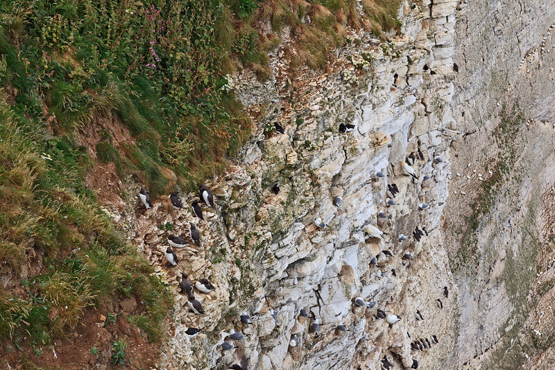 YRK22_048.jpg :: Seabird colonies nesting (Puffin, Gannet, Guillemot, Razorbill, Kiitiwake) on Bempton Cliffs on the Yorkshire Coast England