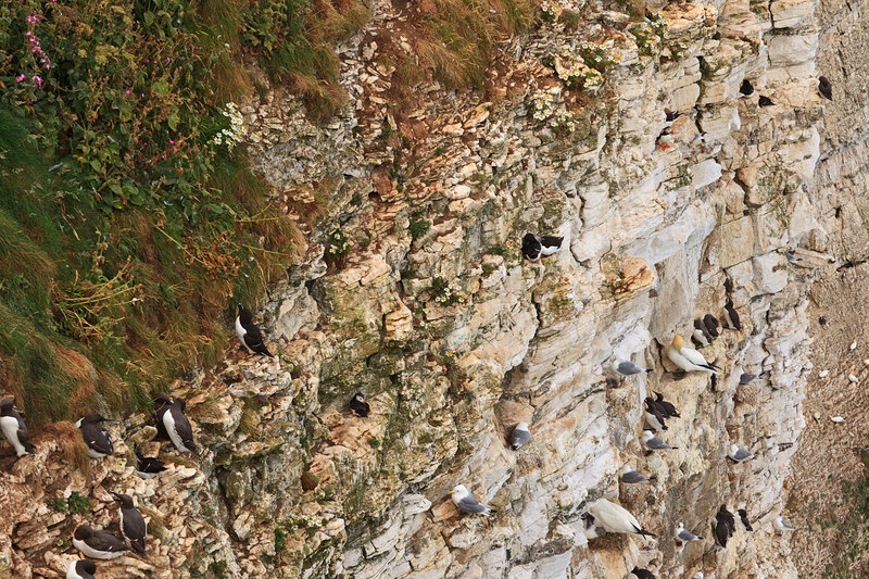YRK22_050.jpg :: Seabird colonies nesting (Puffin, Gannet, Guillemot, Razorbill, Kiitiwake) on Bempton Cliffs on the Yorkshire Coast England