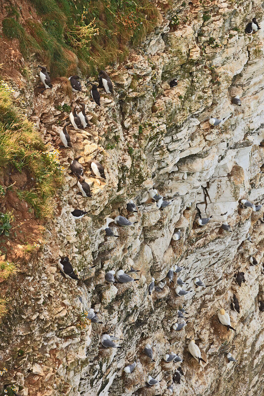 YRK22_051.jpg :: Seabird colonies nesting (Puffin, Gannet, Guillemot, Razorbill, Kiitiwake) on Bempton Cliffs on the Yorkshire Coast England