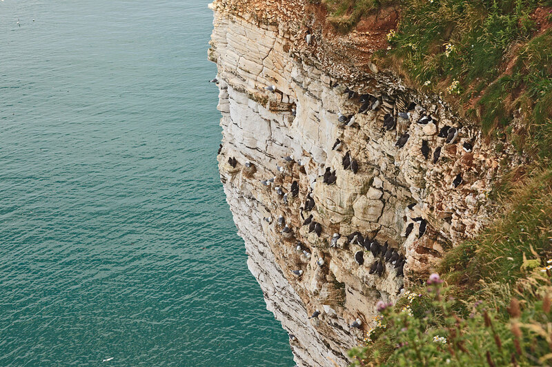 YRK22_054.jpg :: Seabird colonies nesting (Gannet, Guillemot, Razorbill, Kiitiwake) on Bempton Cliffs on the Yorkshire Coast England