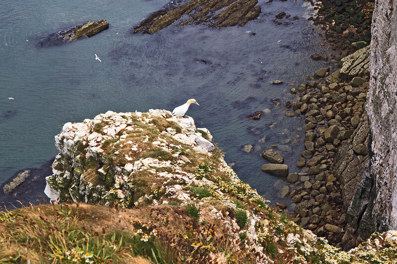 YRK22_055.jpg :: Gannet on top of cliff at Bempton Cliffs in Yorkshire England