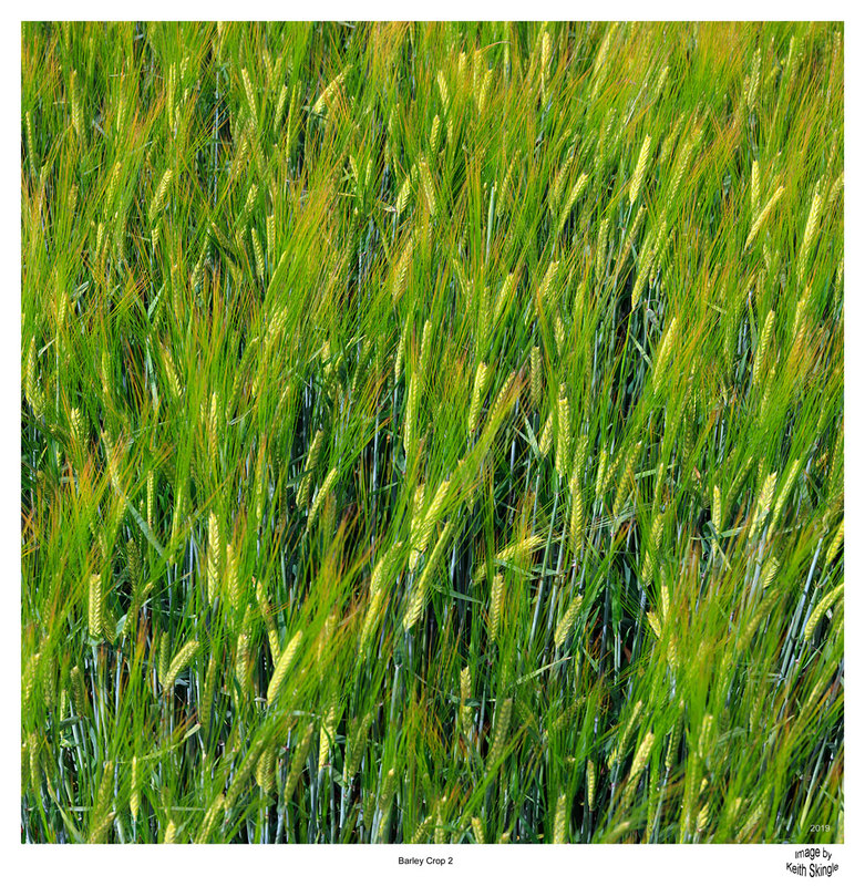 Barley Crop 2.jpg :: Barley growing in a field, Milford Leys, Castlethorpe, Milton Keynes, Buckinghamshire