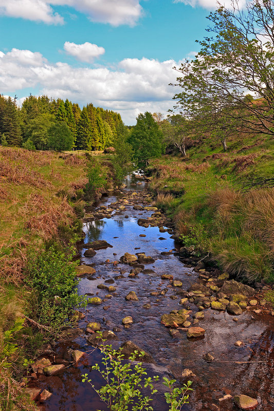 NYM19_084.jpg :: Wheeldale Gill stream by Newtondale Forest on the North York Moors by the Roman Road, Yorkshire, England, UK