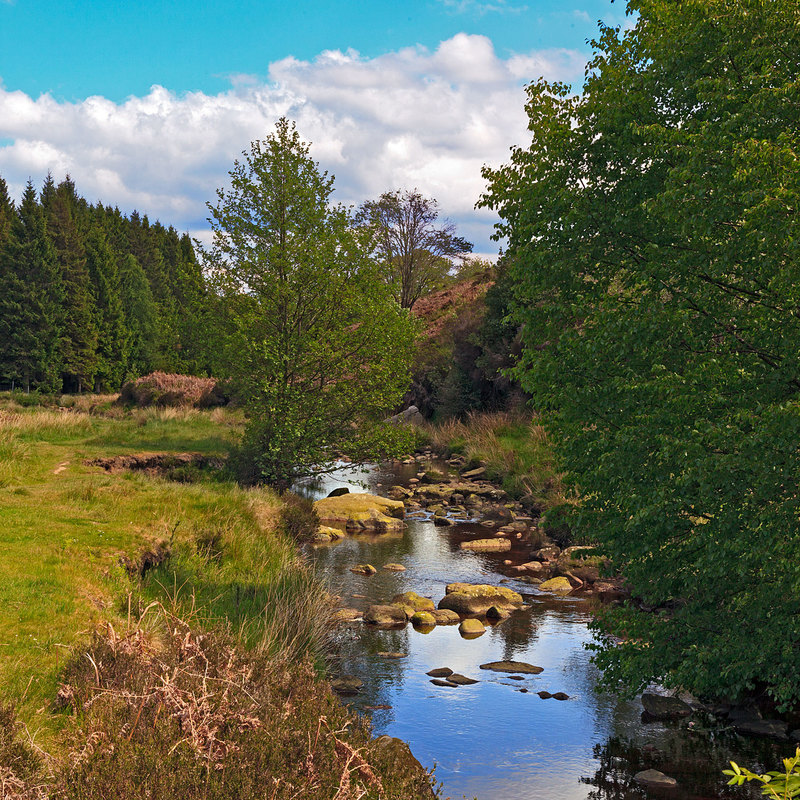 NYM19_088.jpg :: Wheeldale Gill stream by Newtondale Forest on the North York Moors by the Roman Road, Yorkshire, England, UK