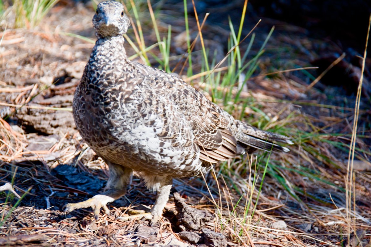 sooty grouse _ds72742_1cc stock photography and landscape decor grouse river flyer