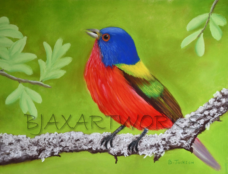 Colorful Bird - Pastel.jpg