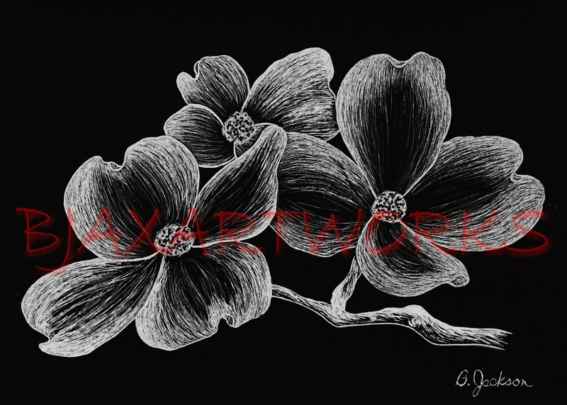 Dogwood Blossoms - Scratch Board.jpg