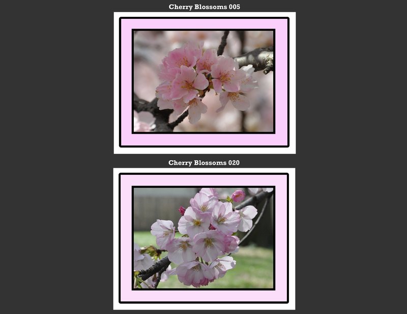 Flowers 009.jpg