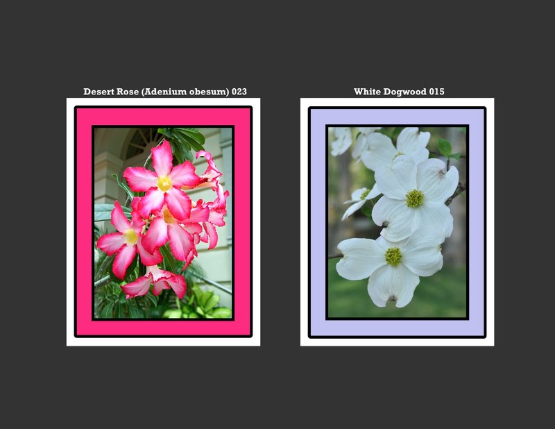 Flowers 010.jpg