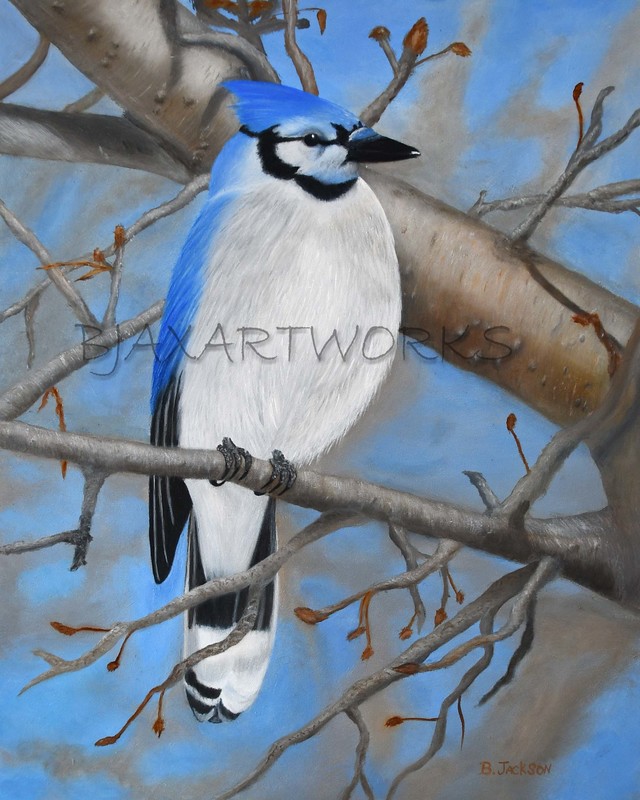 Blue Jay.jpg