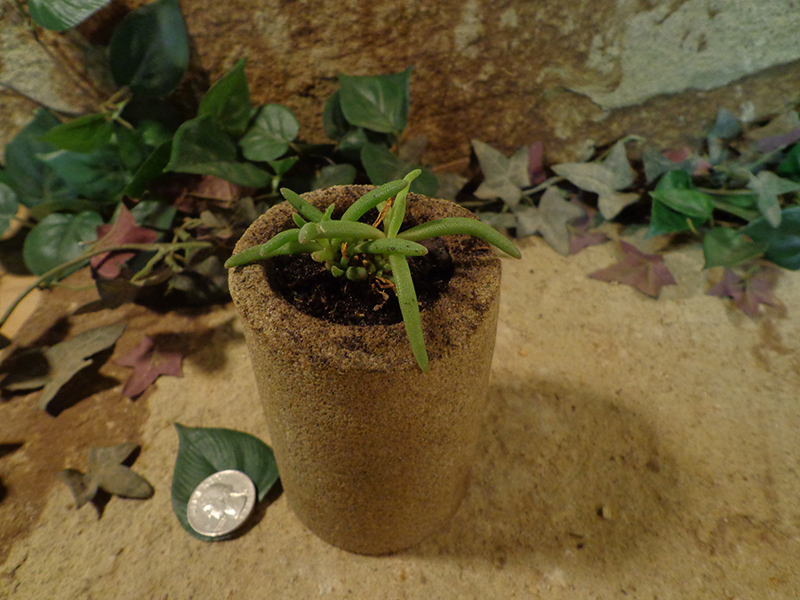 Small Cored Stone Planter Pots-101.jpg