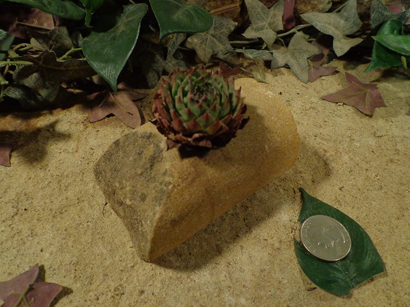 Small Cored Stone Planter Pots-111.jpg