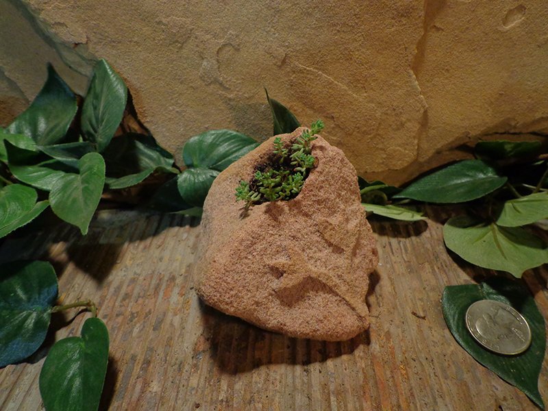 Small Etched Stone Planter Pot-6.jpg :: small flower plant planter pot 2