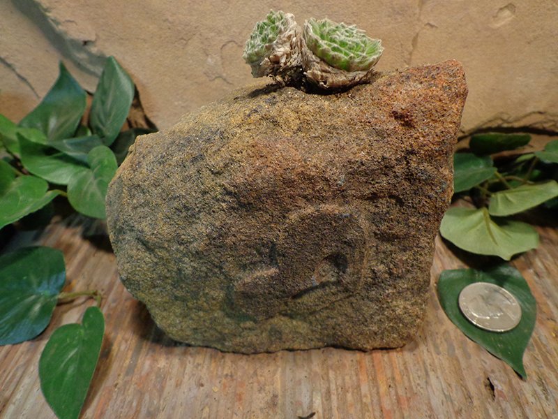 Small Etched Stone Planter Pot-8.jpg :: small heart stone planter pot 2