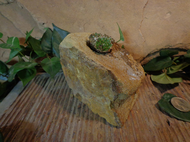Small Natural Stone Planter Pot-10.jpg :: Small Natural Stone Planter Pot