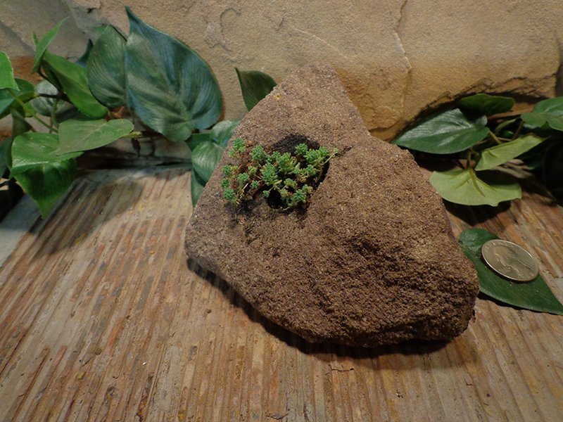 Small Natural Stone Planter Pot-11.jpg :: Small Natural Stone Planter Pot
