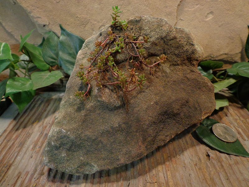 Small Natural Stone Planter Pot-12.jpg :: Small Natural Stone Planter Pot