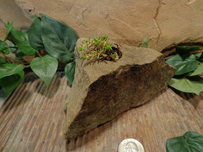 Small Natural Stone Planter Pot-3.jpg :: Small Natural Stone Planter Pot