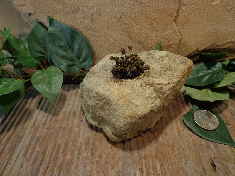 Small Natural Stone Planter Pot-4.jpg :: Small Natural Stone Planter Pot