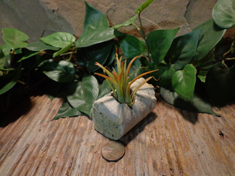 Tiny Cored Etched Planter 1.jpg