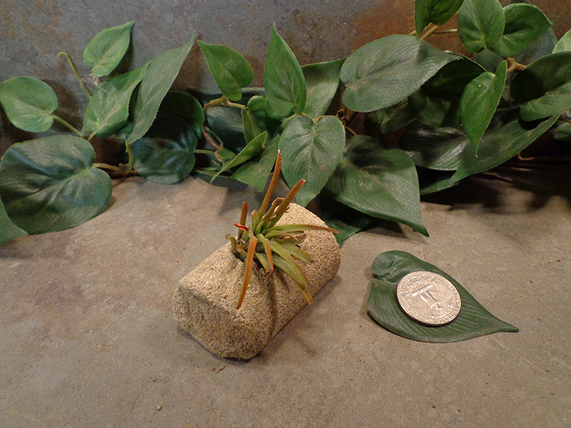 Tiny Cored Stone Planter Pot -101.jpg