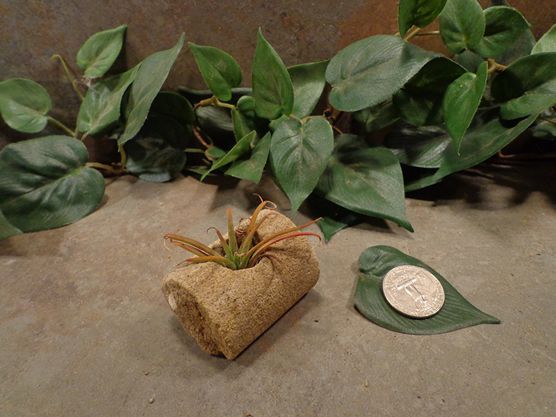 Tiny Cored Stone Planter Pot -131.jpg