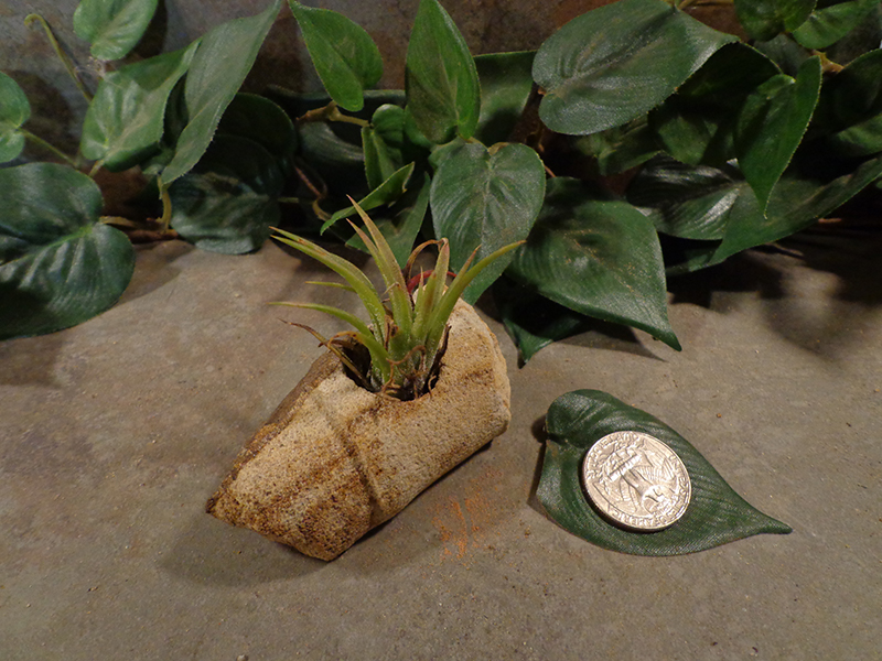 Tiny Cored Stone Planter Pot -31.jpg