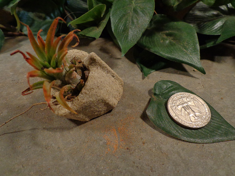 Tiny Cored Stone Planter Pot -51.jpg