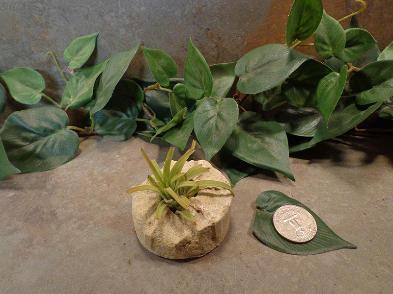 Tiny Cored Stone Planter Pot -81.jpg