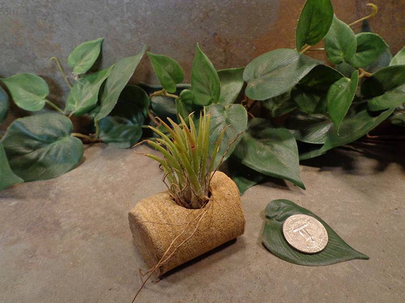 Tiny Cored Stone Planter Pot -9.jpg