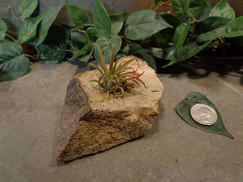 Tiny Natural Stone Planter Pot-1.jpg