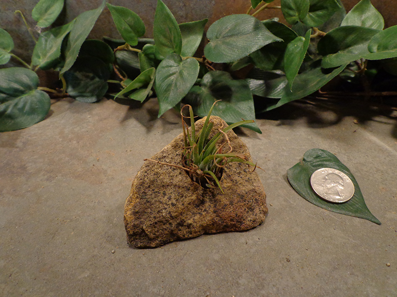 Tiny Natural Stone Planter Pot-3.jpg
