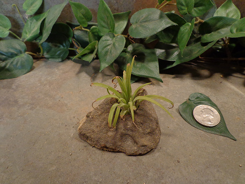 Tiny Natural Stone Planter Pot-5.jpg