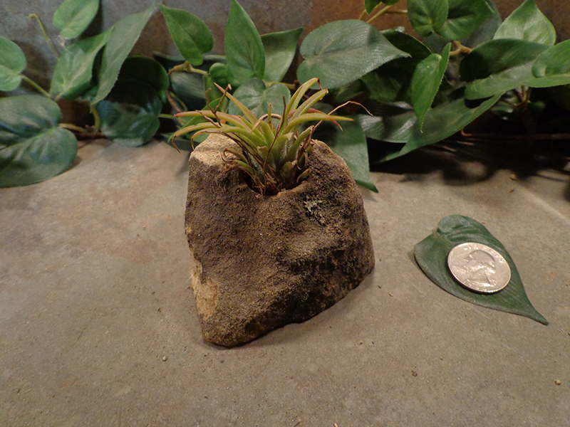 Tiny Natural Stone Planter Pot-6.jpg