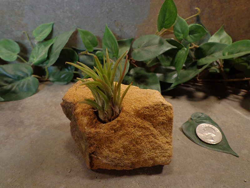 Tiny Natural Stone Planter Pot-8.jpg