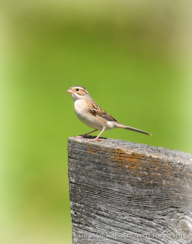 Clay-colored Sparrow :: Pro Sports Photography