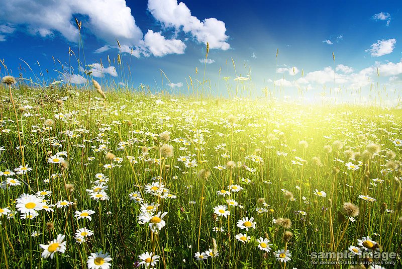 nature-bp-008.jpg :: sunset over field of flowers