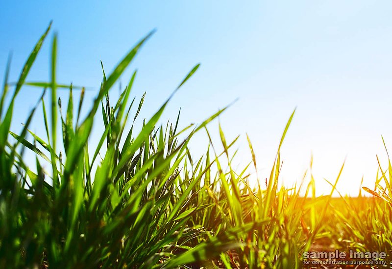 nature-bp-009.jpg :: grassy field