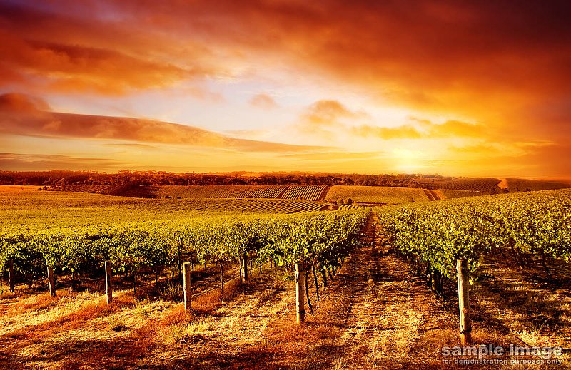 nature-bp-018.jpg :: sunset over a vineyard