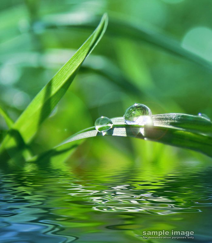 nature-bp-019.jpg :: water drops on leaf