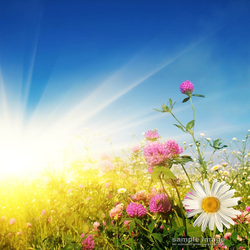nature-bp-022.jpg :: sun and flowers