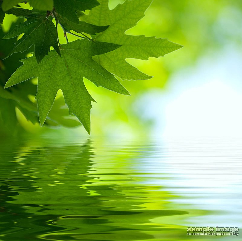 nature-bp-023.jpg :: leaf over reflective surface